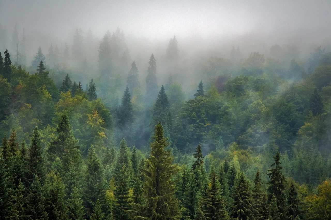 Aerial view over a misty pine forest